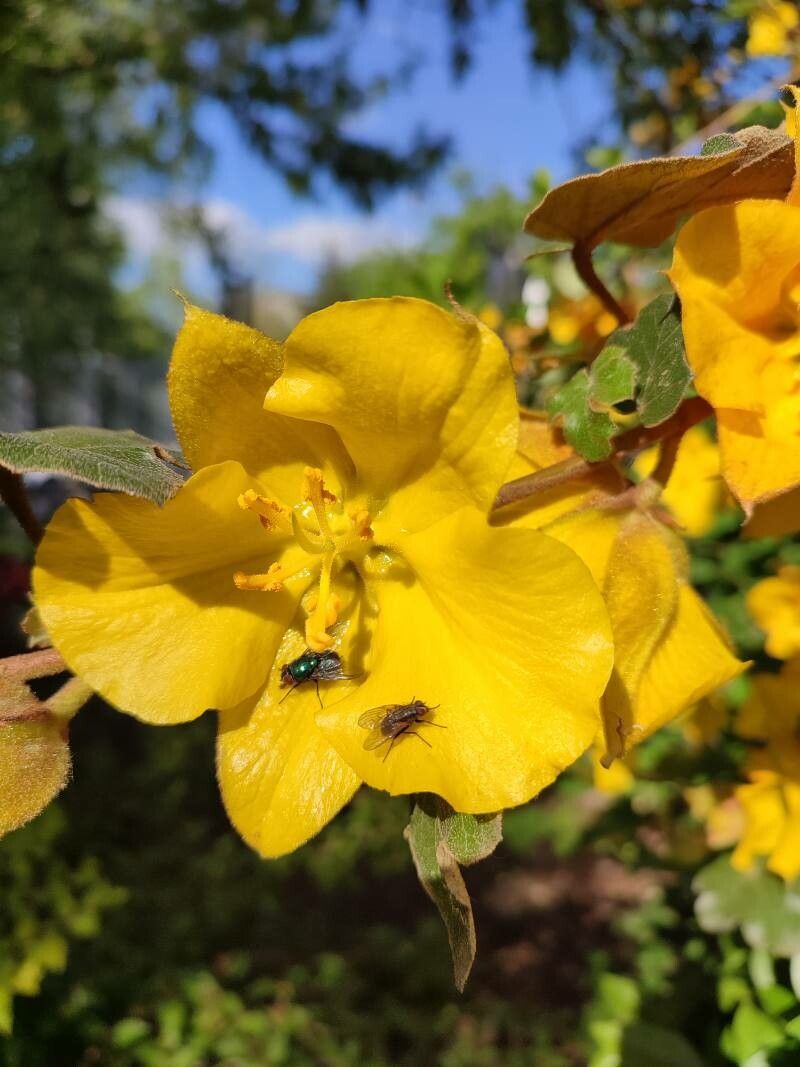Fremontodendron mexicanum flower