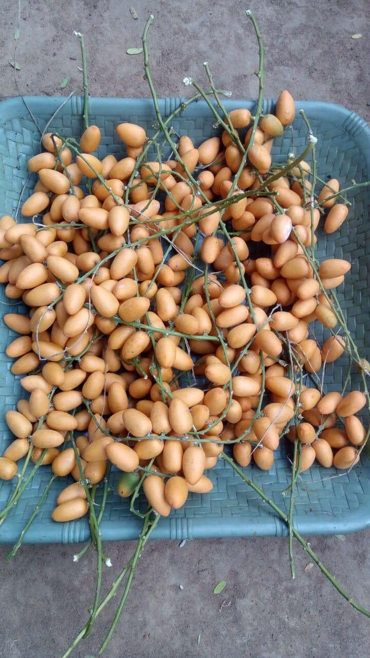 Gnetum edule — related species from the same genus