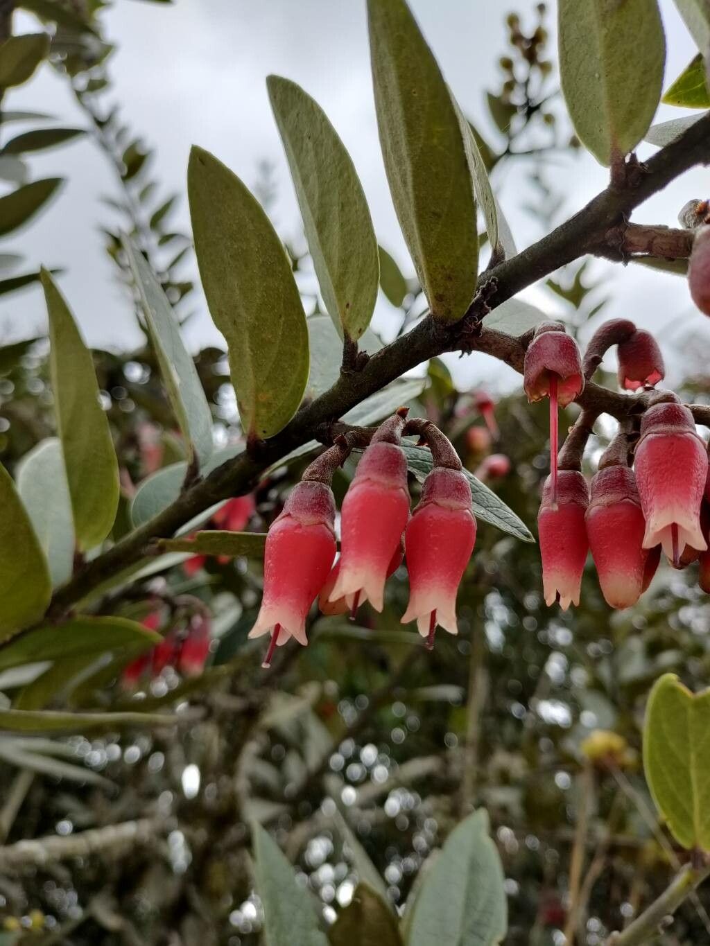 Macleania rupestris flower