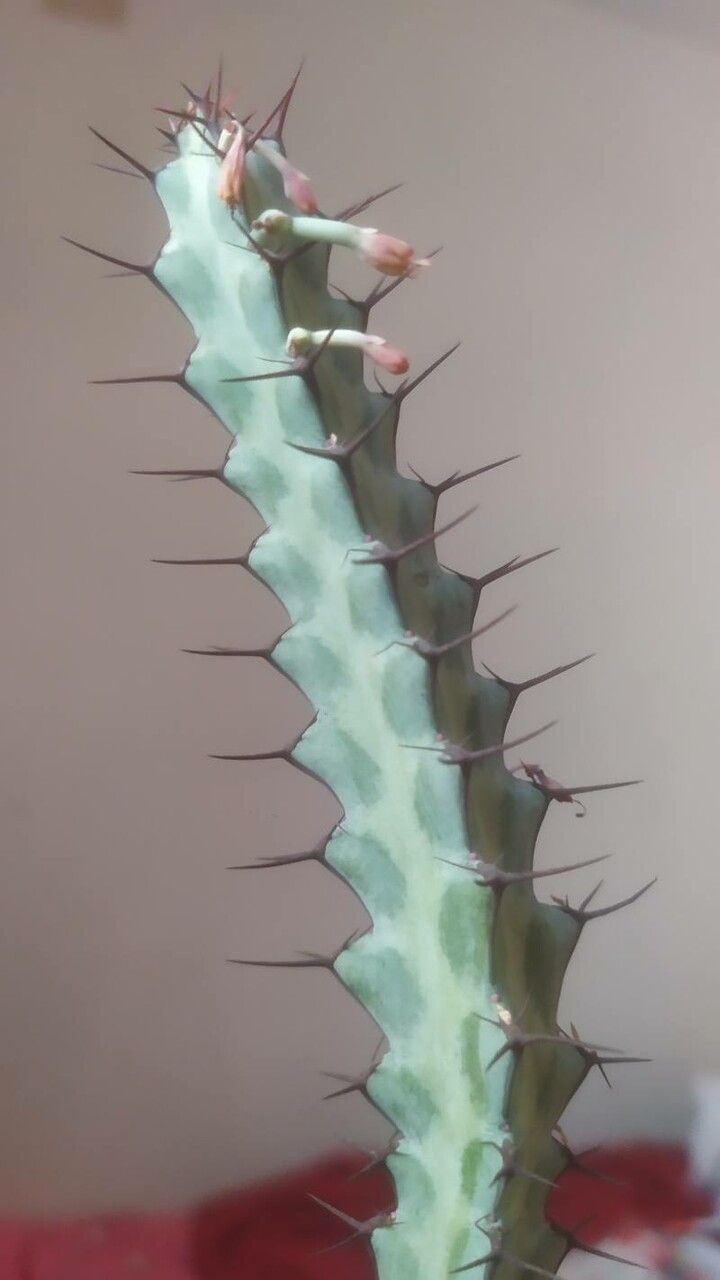 Euphorbia greenwayi flower