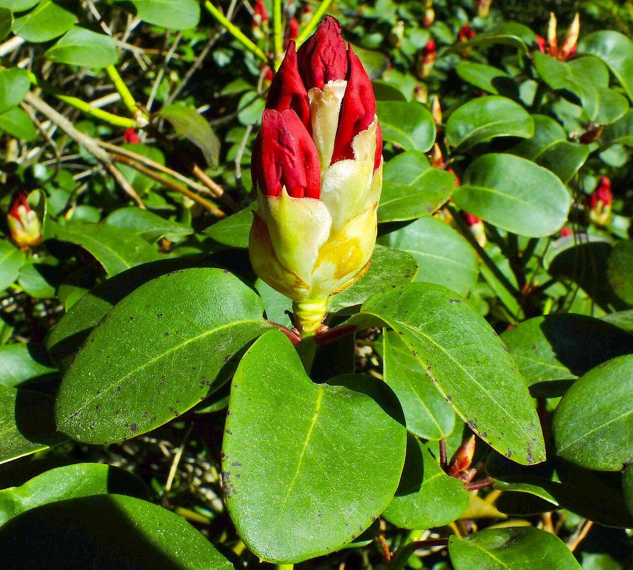 Rhododendron haematodes flower