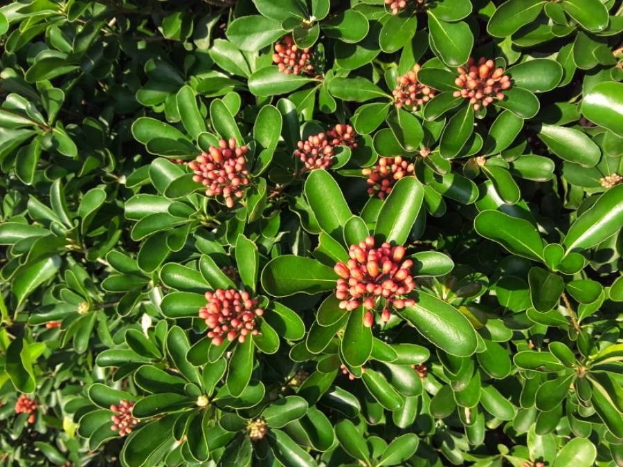 Pittosporum coccineum flower