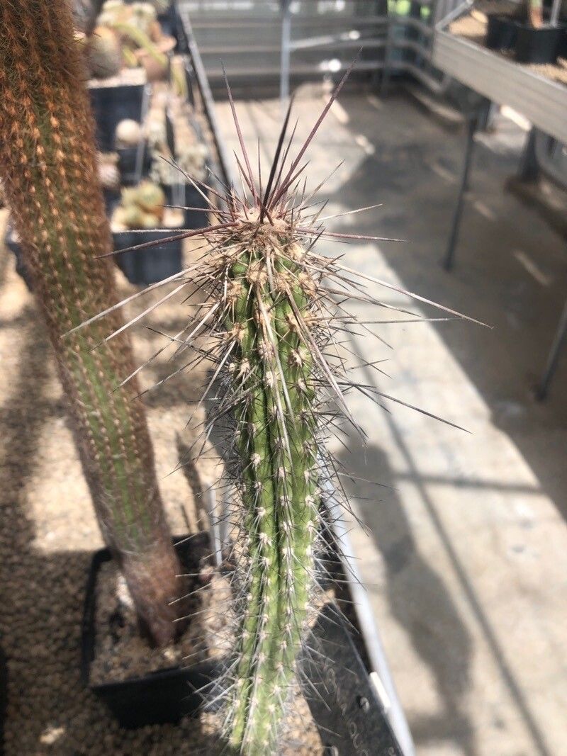 Eulychnia iquiquensis — related species from the same genus