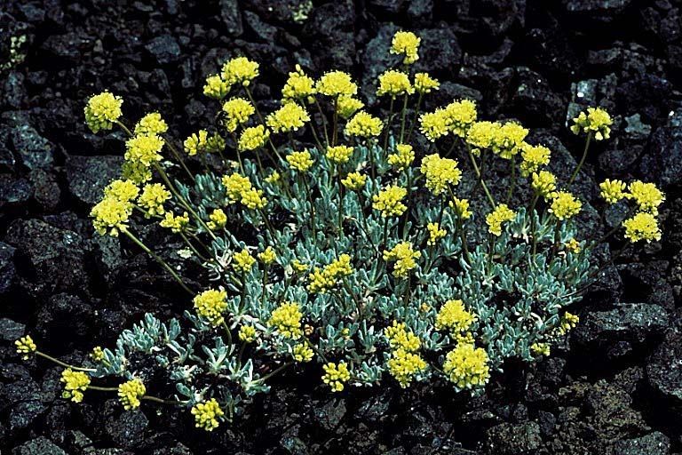 Eriogonum prociduum habit