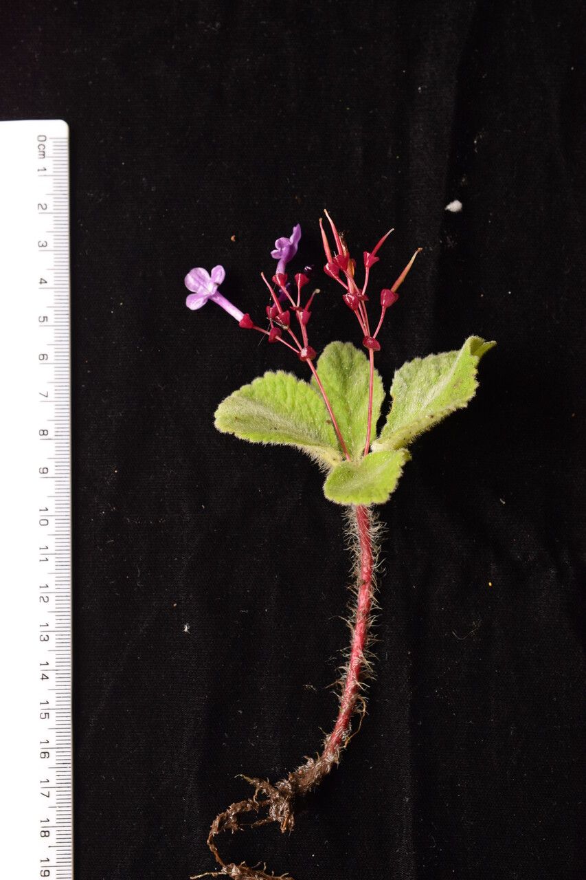 Didymocarpus villosus — houseplant care guide