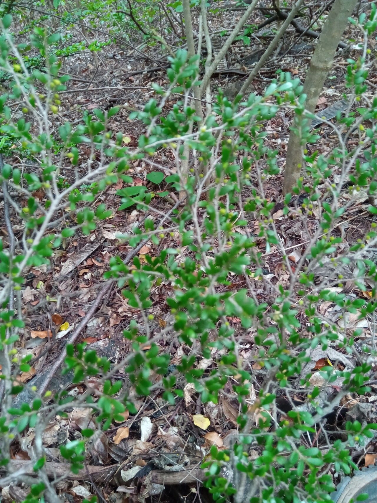 Diospyros olacinoides habit