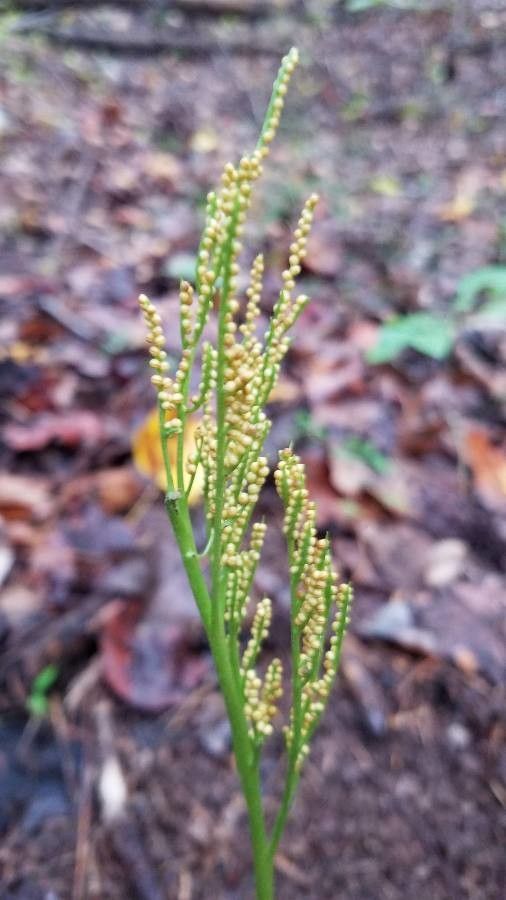 Botrychium virginianum fruit
