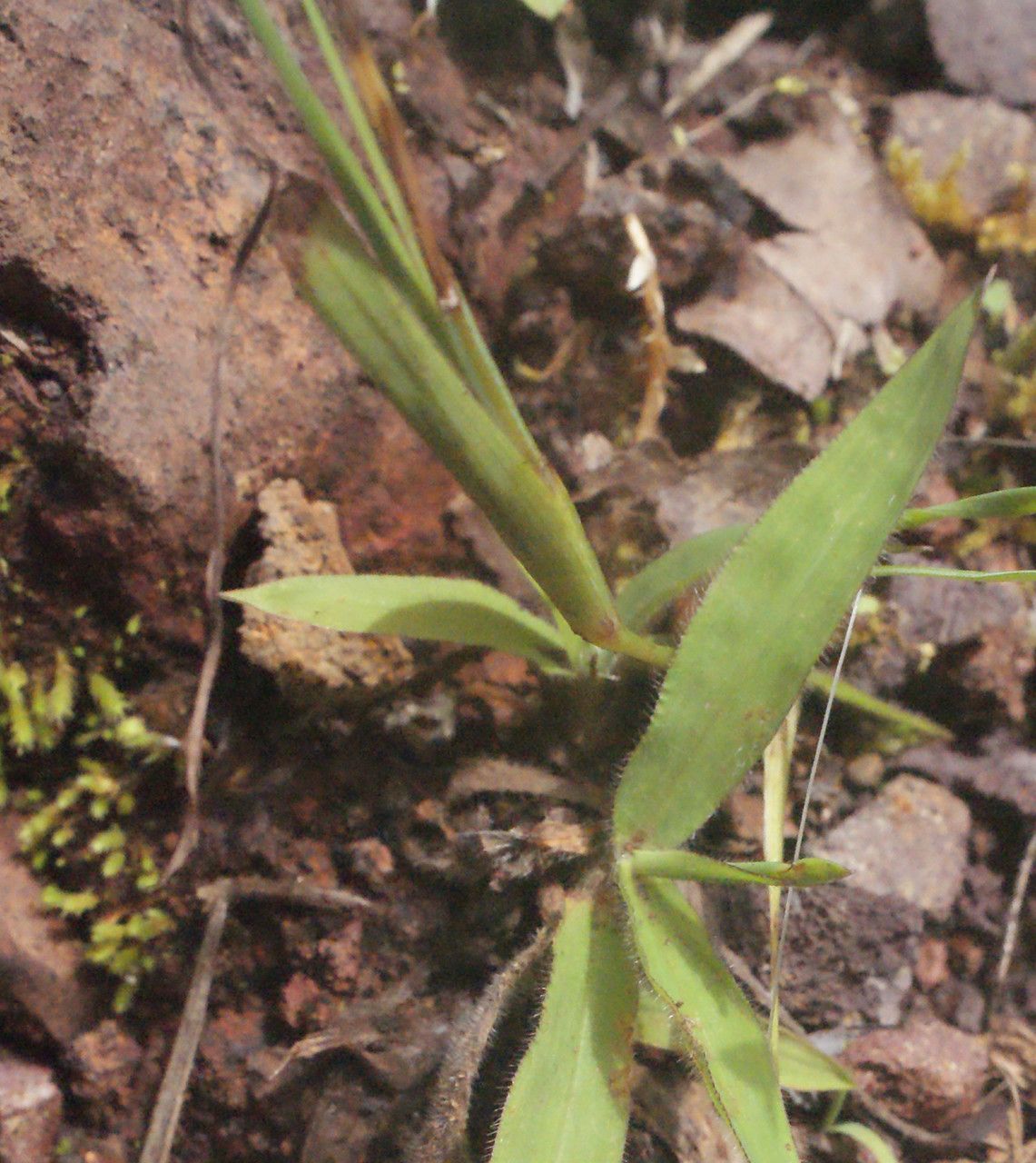 Sisyrinchium micranthum leaf