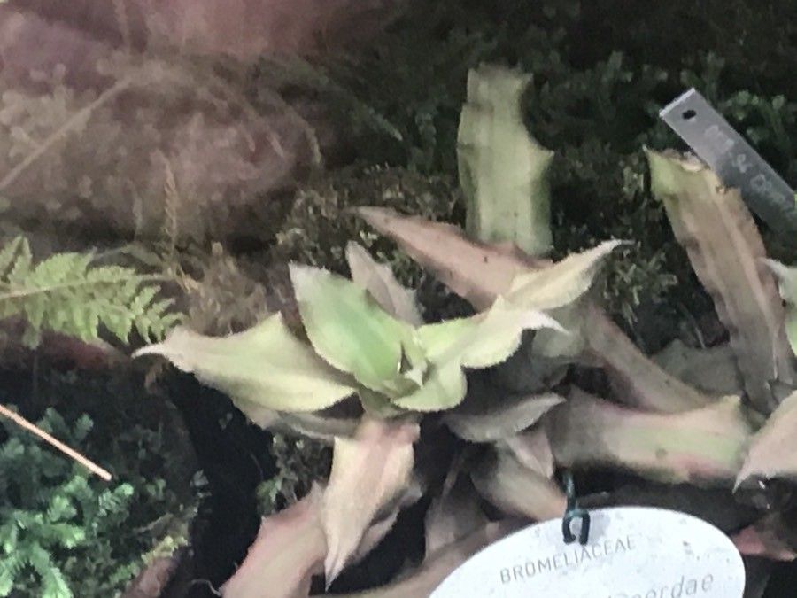 Cryptanthus lacerdae — houseplant care guide