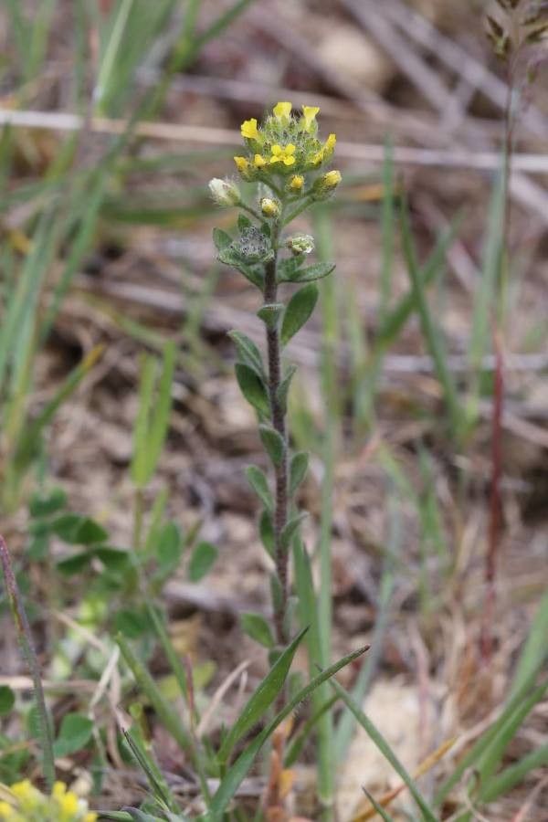 Alyssum hirsutum habit