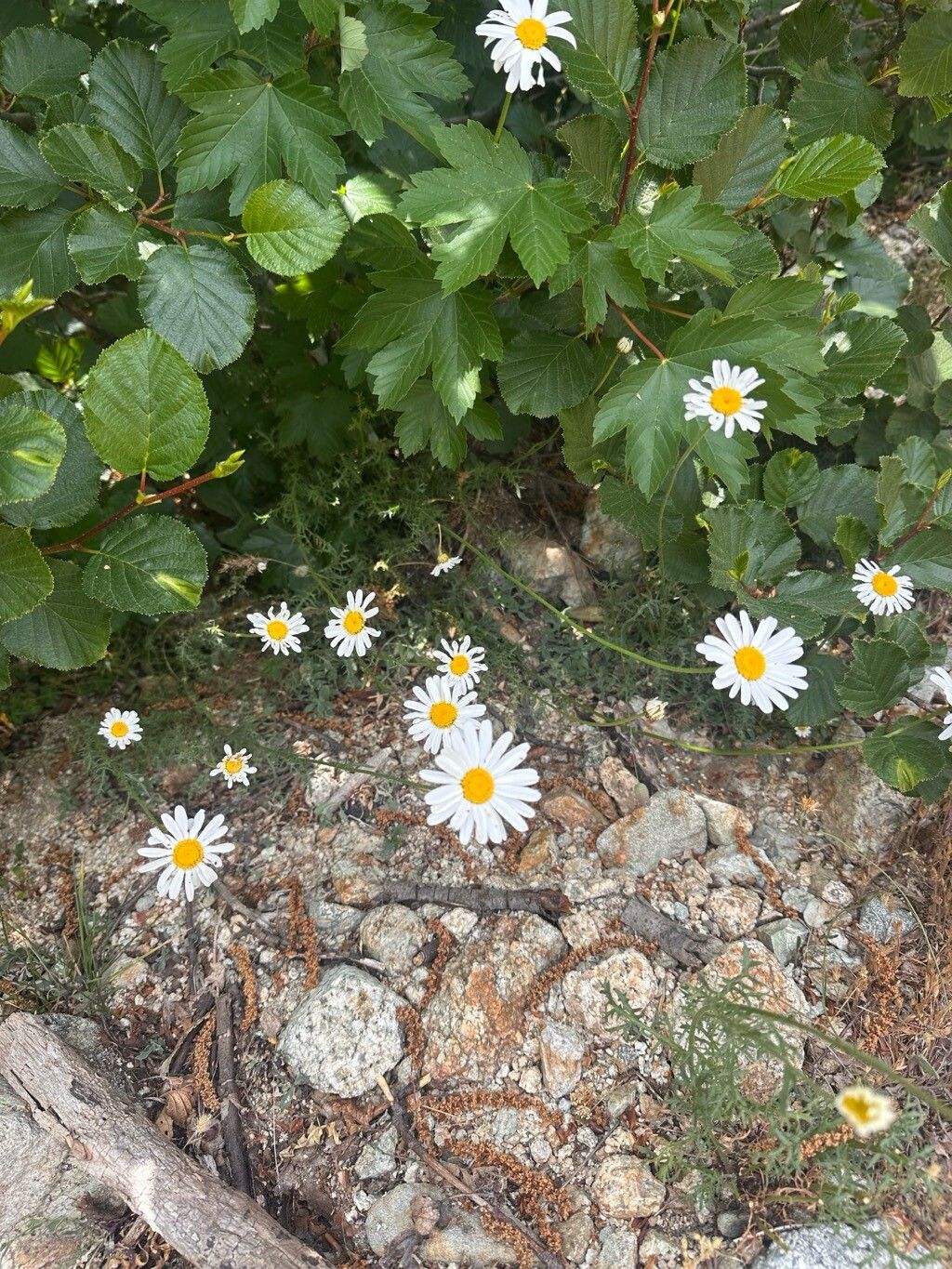 Leucanthemum corsicum flower