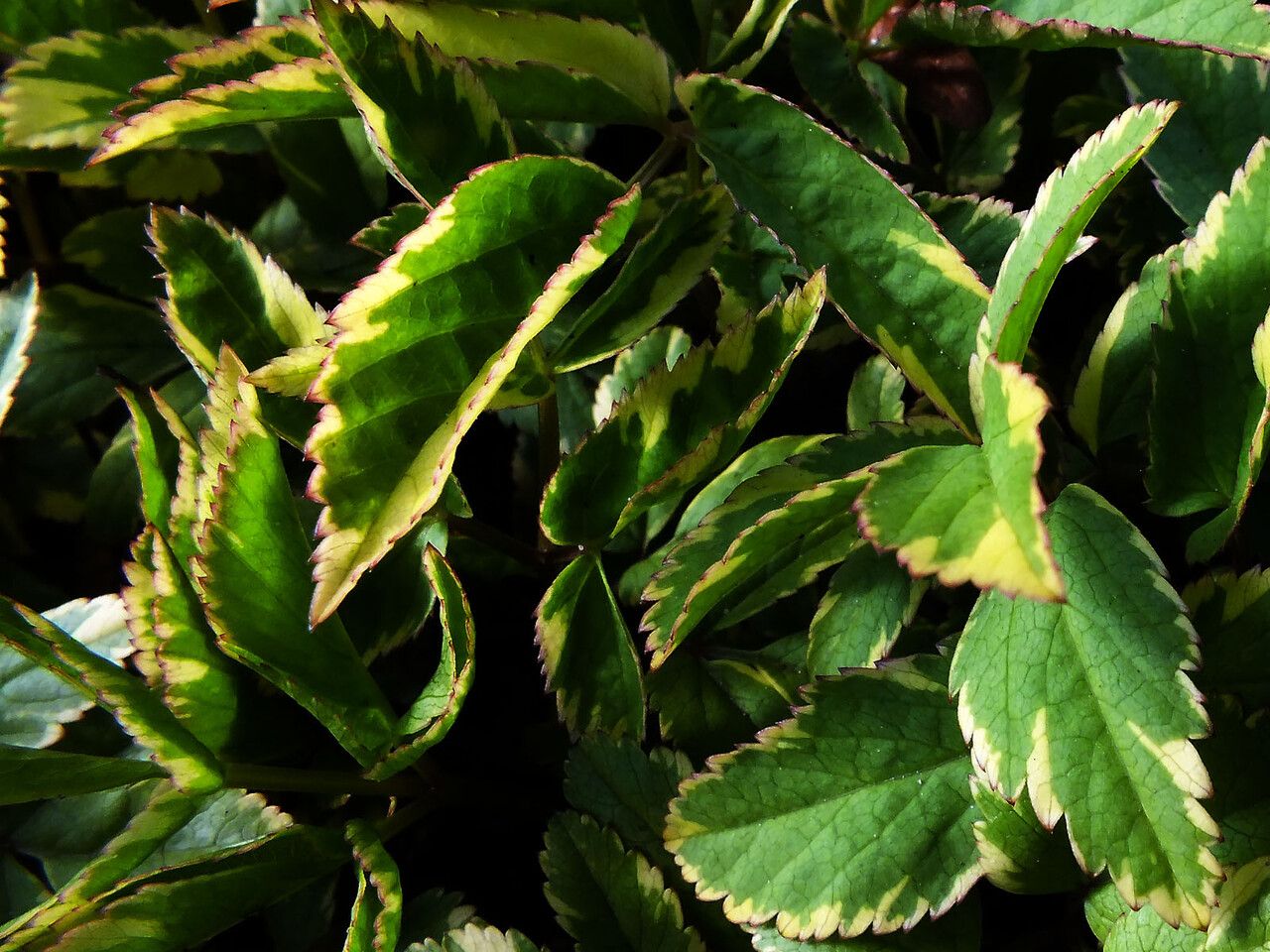 Ligusticum scoticum leaf