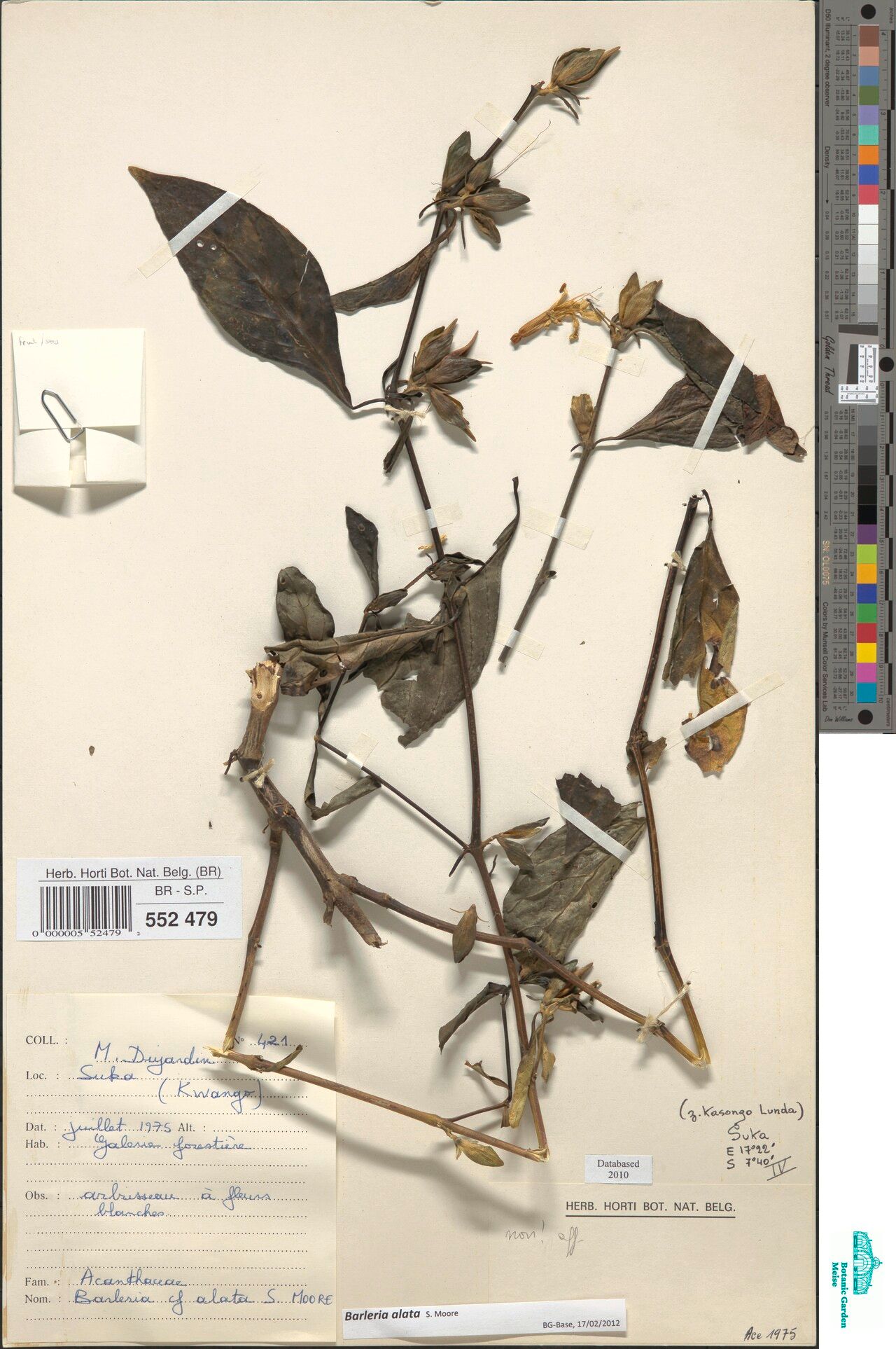 Barleria alata — related species from the same genus