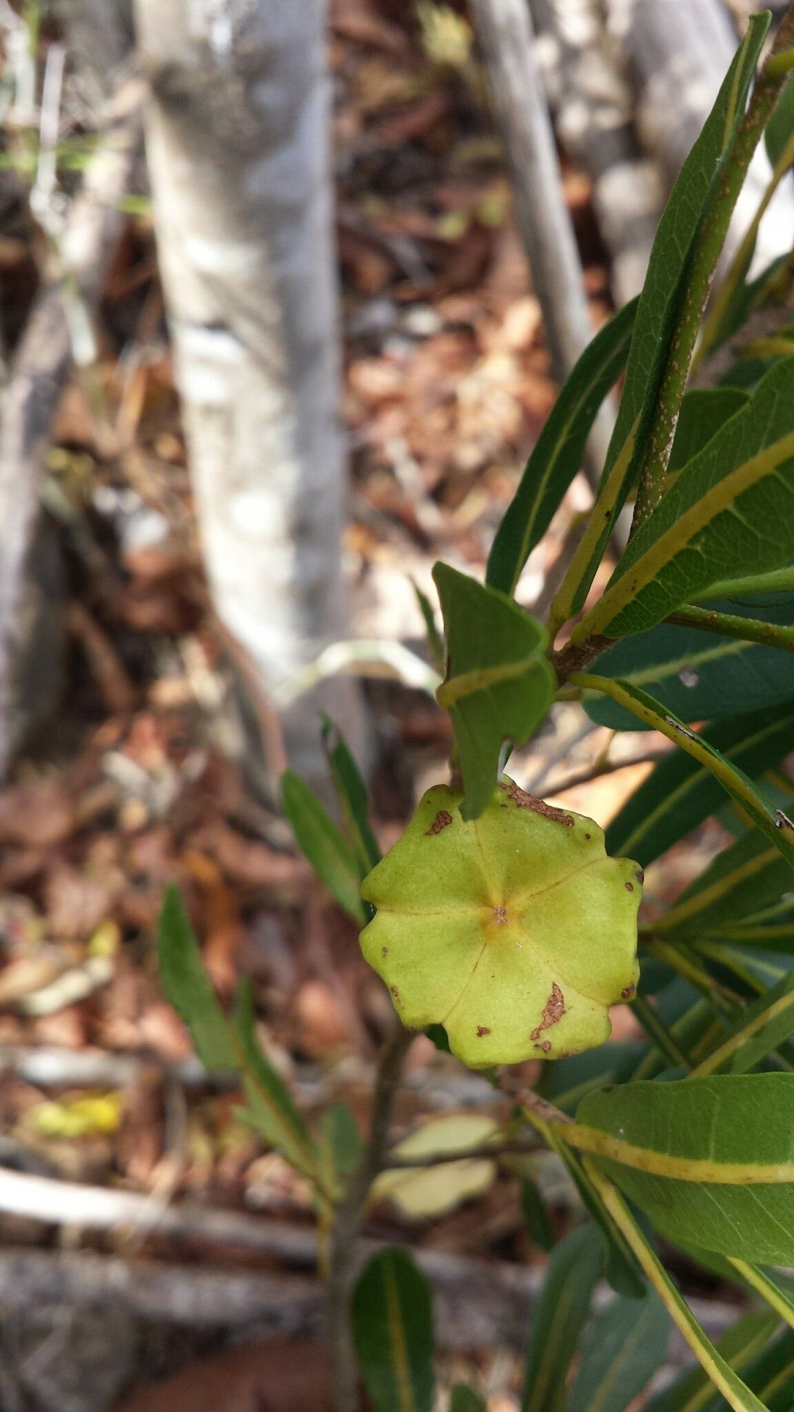 Nesogordonia pachyneura fruit