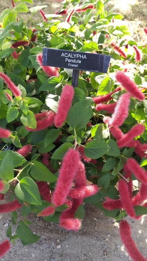 Acalypha pendula flower