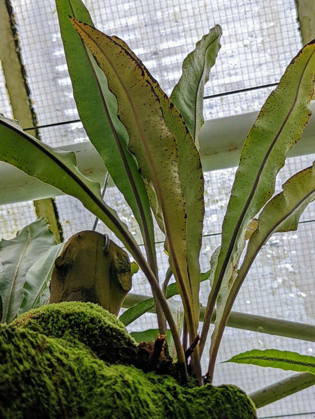 Elaphoglossum erinaceum leaf