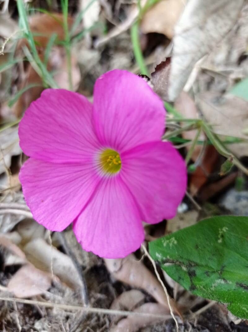 Oxalis bowiei flower