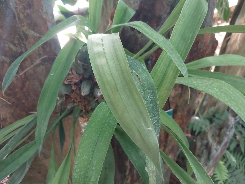 Coelogyne huettneriana leaf