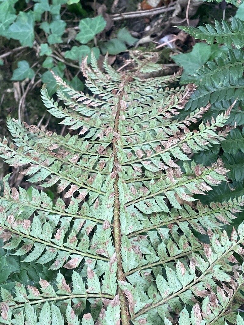 Polystichum aculeatum fruit