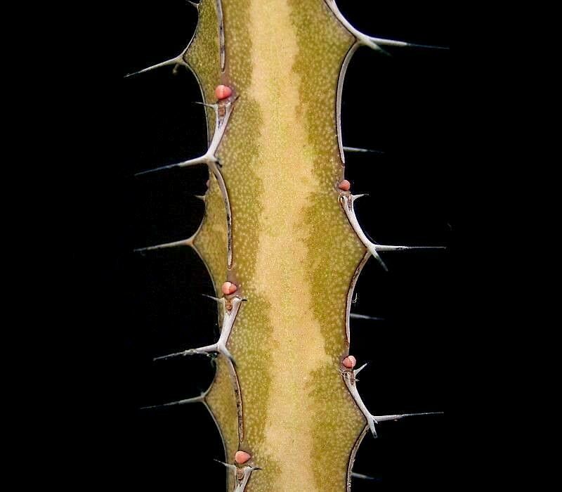 Euphorbia tenuispinosa — houseplant care guide