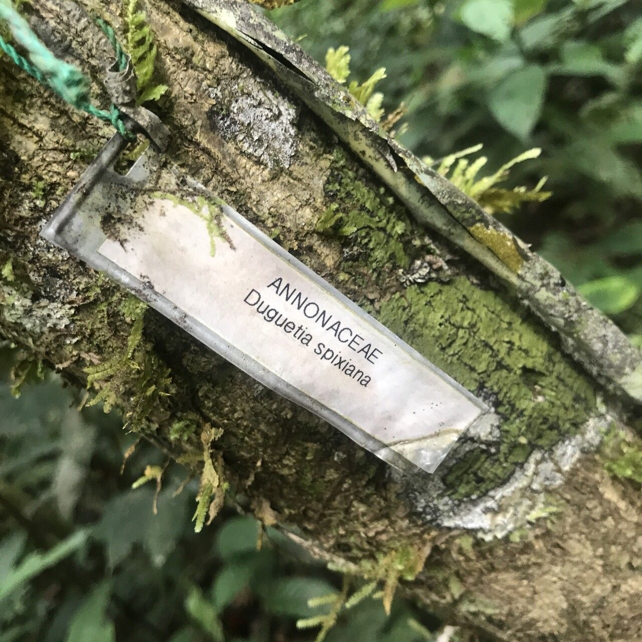 Duguetia spixiana bark