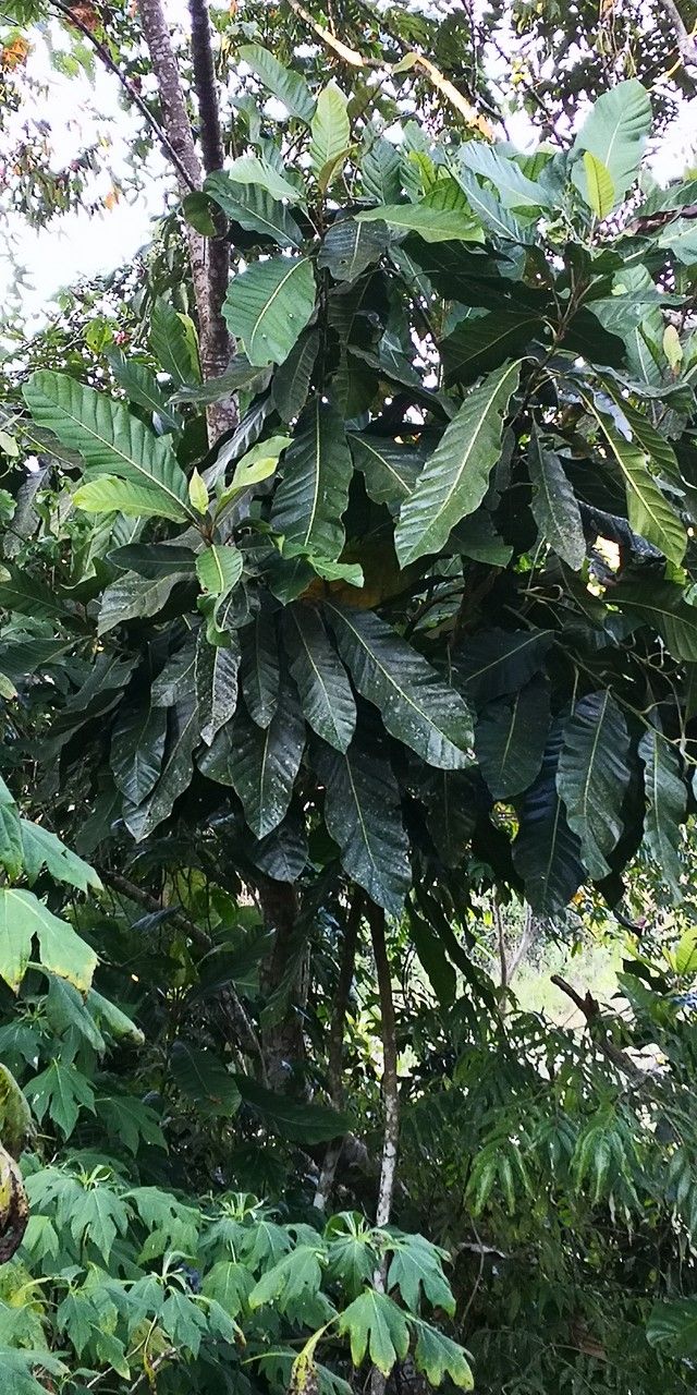 Magnolia rostrata habit