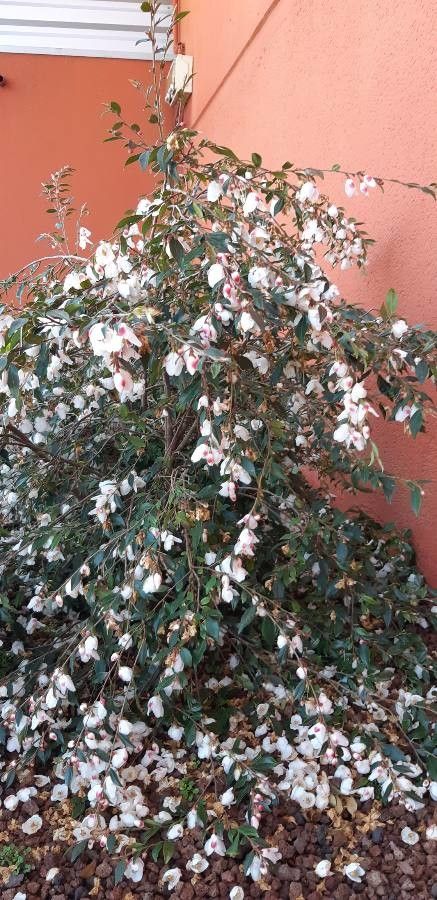 Camellia caudata habit