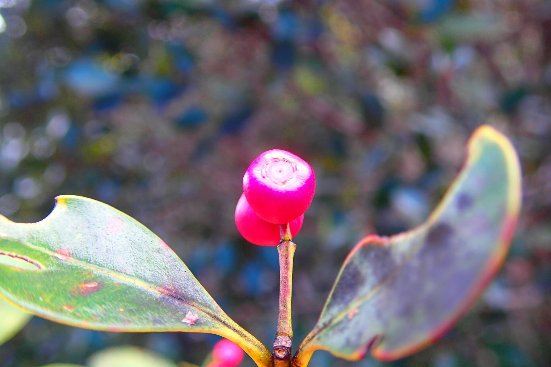 Syzygium frutescens fruit