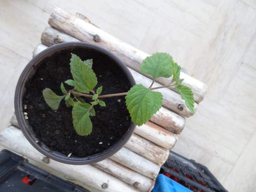 Lippia dulcis — search result for 'Phyla'