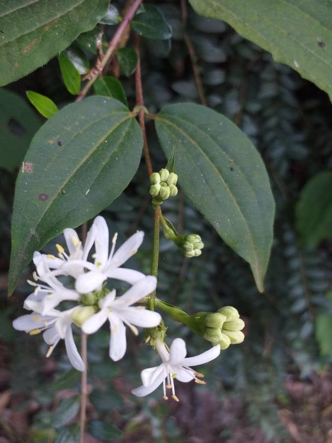 Heptacodium miconioides flower