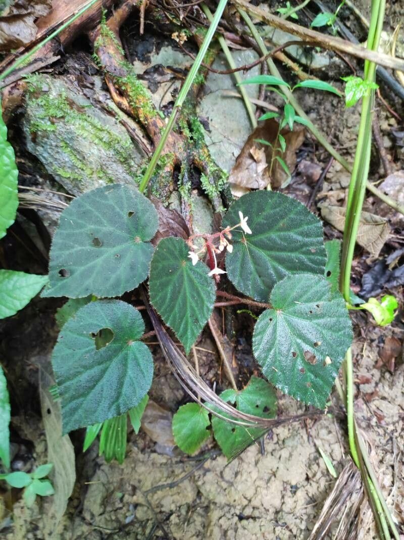 Begonia skutchii — houseplant care guide