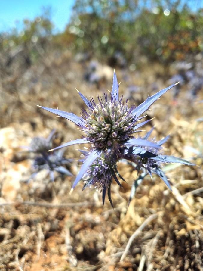 Eryngium dilatatum flower