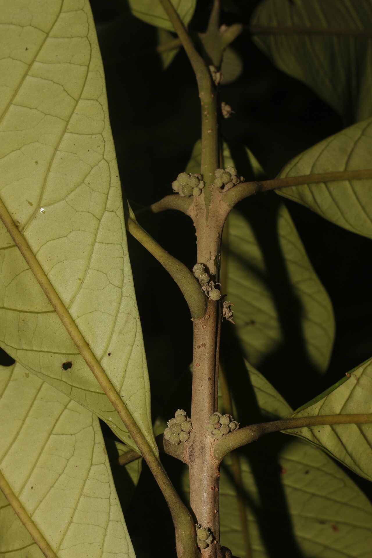 Aegiphila anomala bark