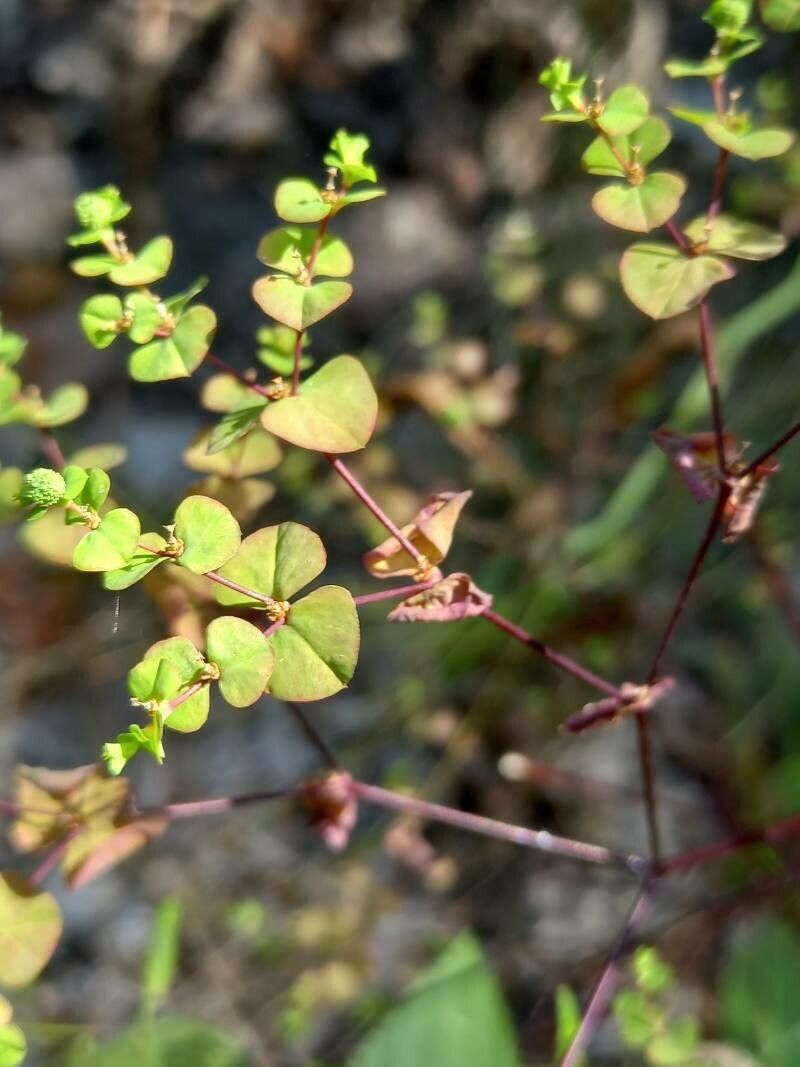 Euphorbia stricta — search result for 'Euphorbia'