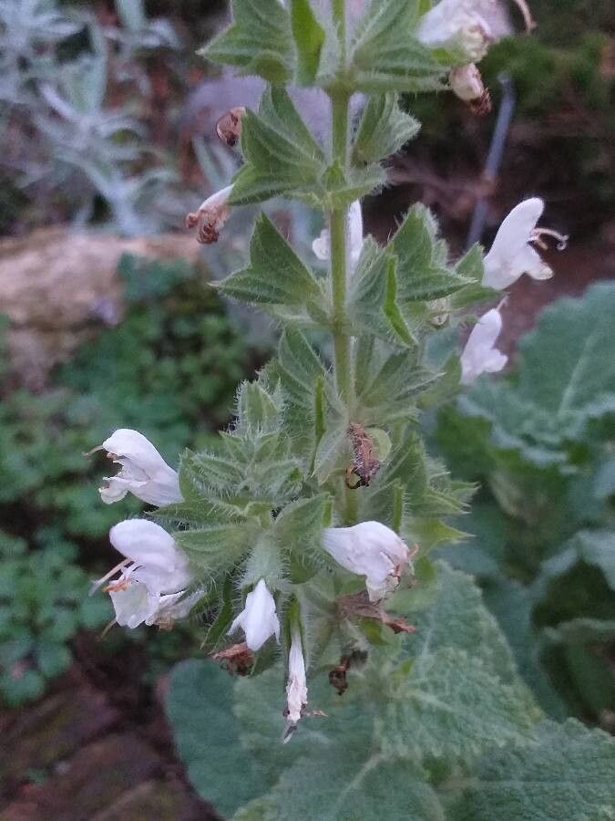 Salvia tingitana flower