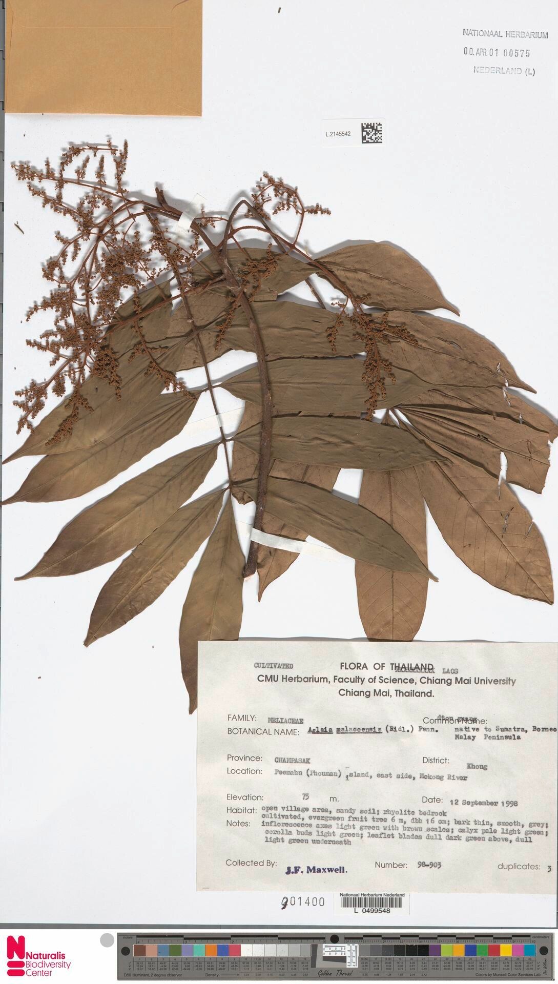 Aglaia malaccensis — houseplant care guide