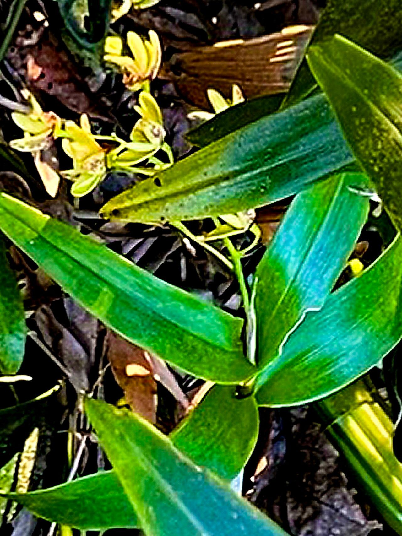 Dendrobium gracilicaule — houseplant care guide