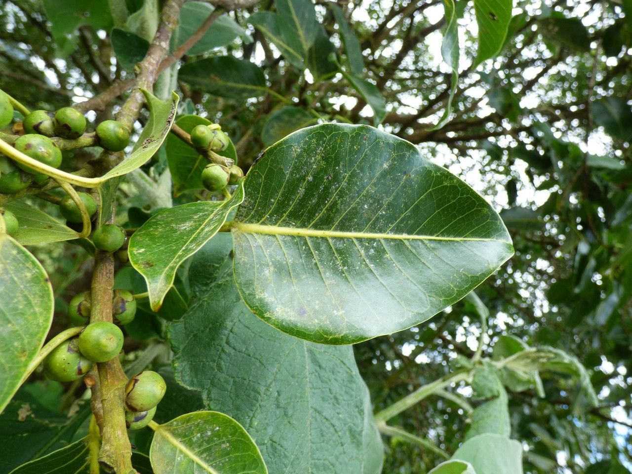 Ficus rubra leaf