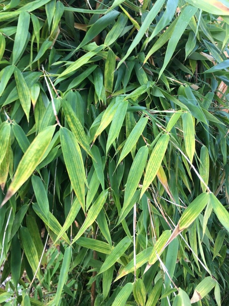 Borinda elegans — related species from the same genus