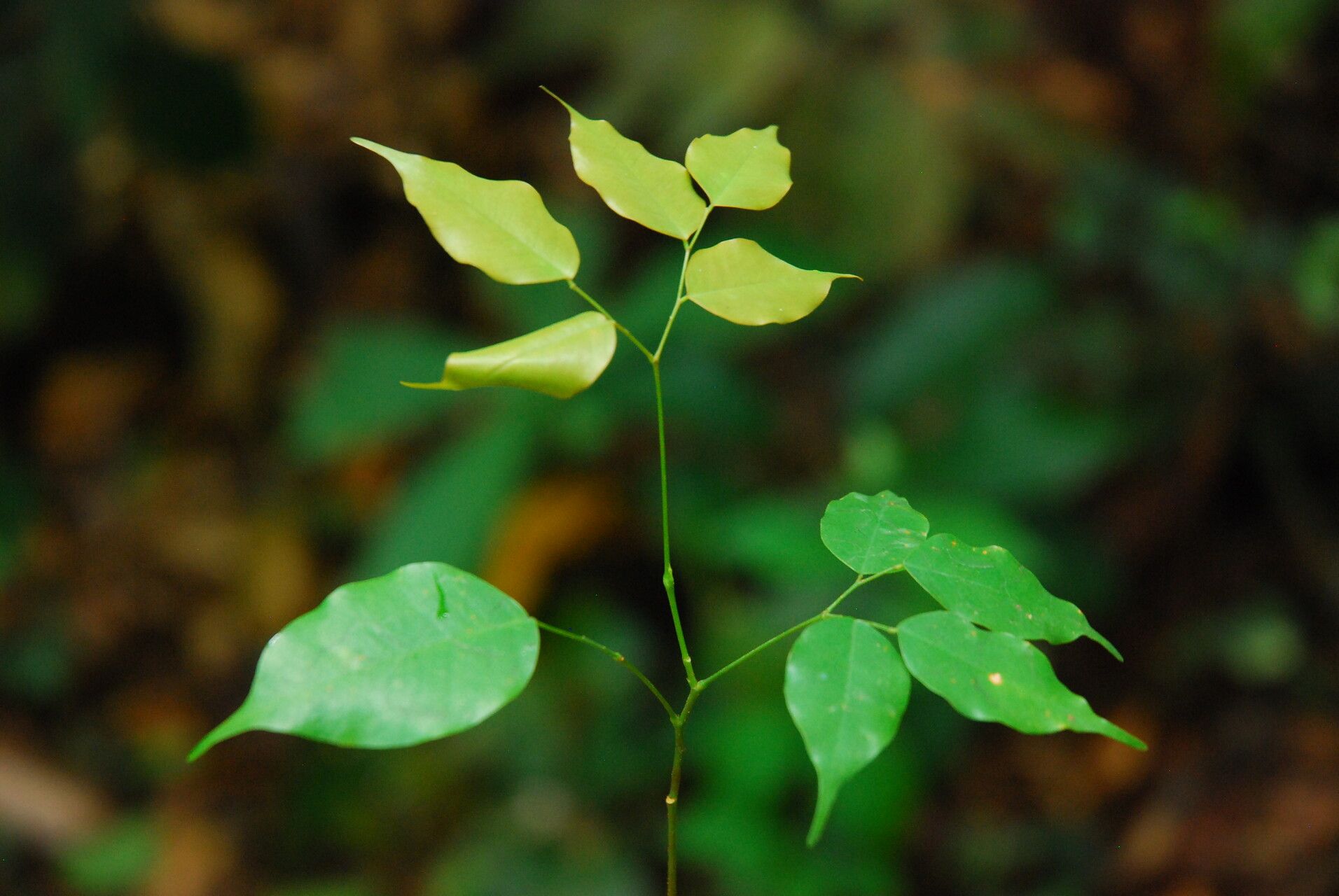 Fillaeopsis discophora — houseplant care guide