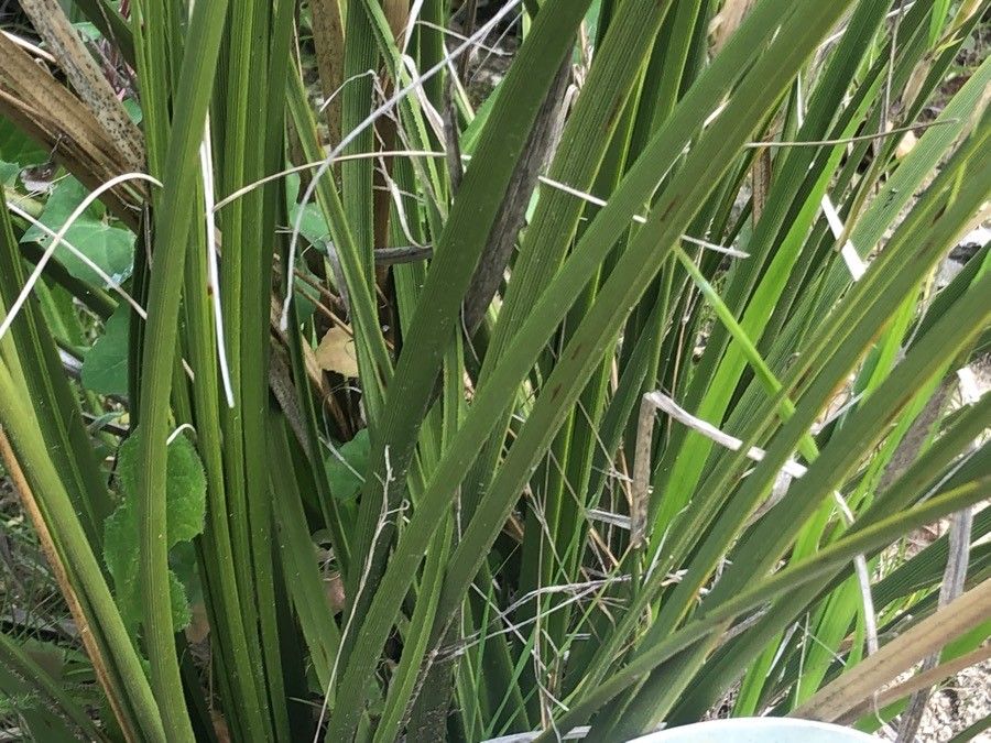 Nolina arenicola leaf