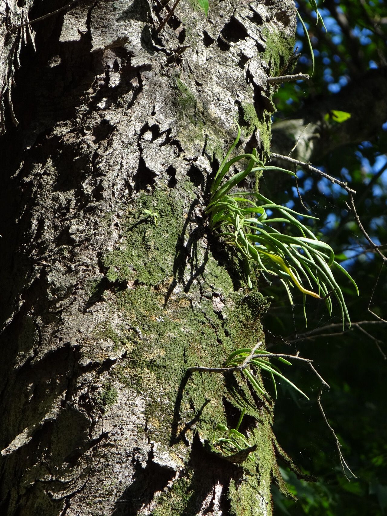 Lepisorus thunbergianus habit