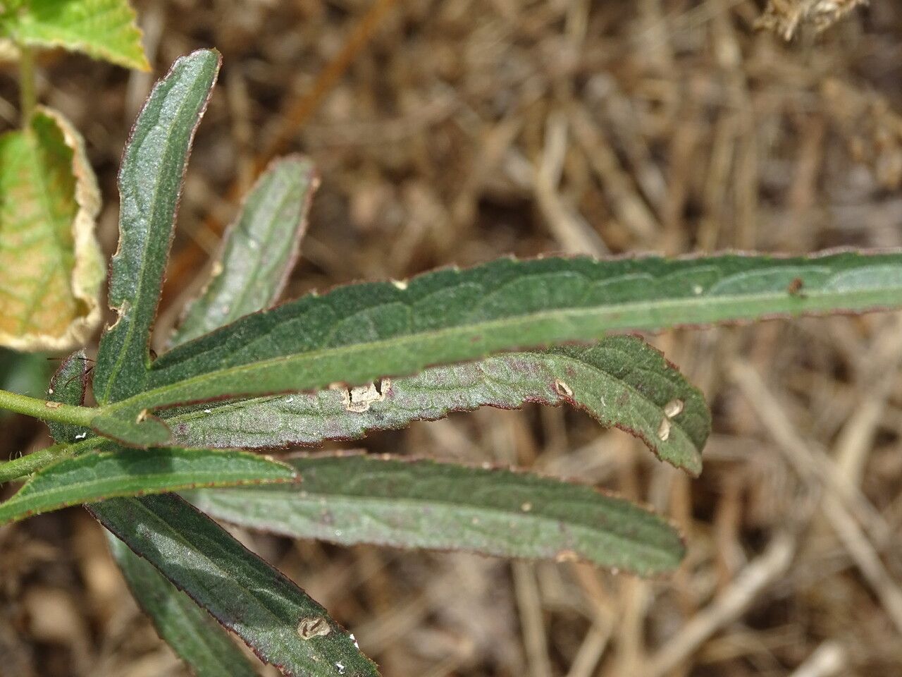 Hibiscus cannabinus — search result for 'Malvaceae'