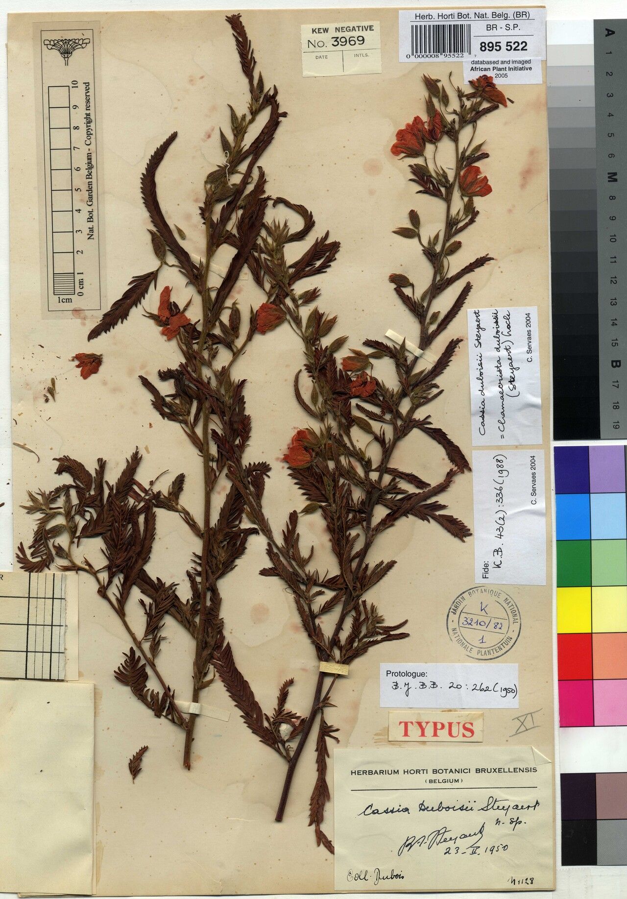 Chamaecrista duboisii — houseplant care guide