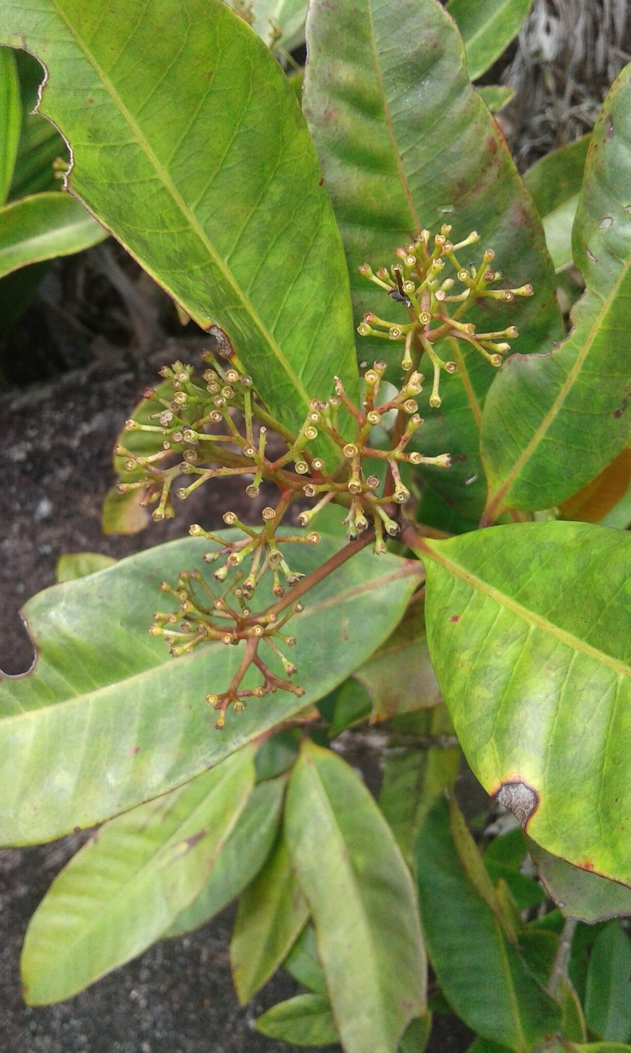 Ixora pudica — search result for 'Ixora'
