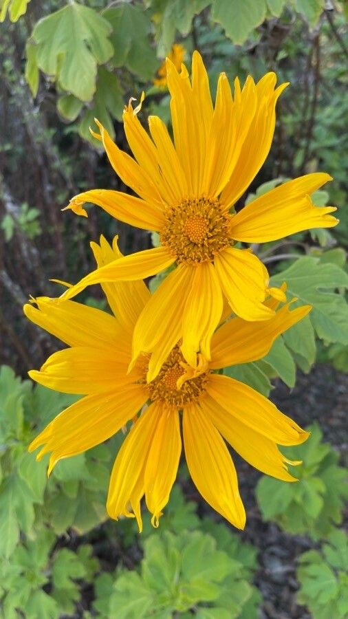 Helianthus maximiliani flower