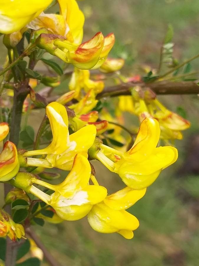 Hippocrepis emerus flower