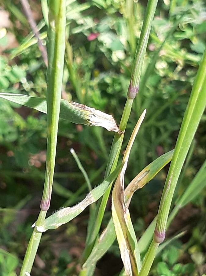 Hordeum murinum leaf