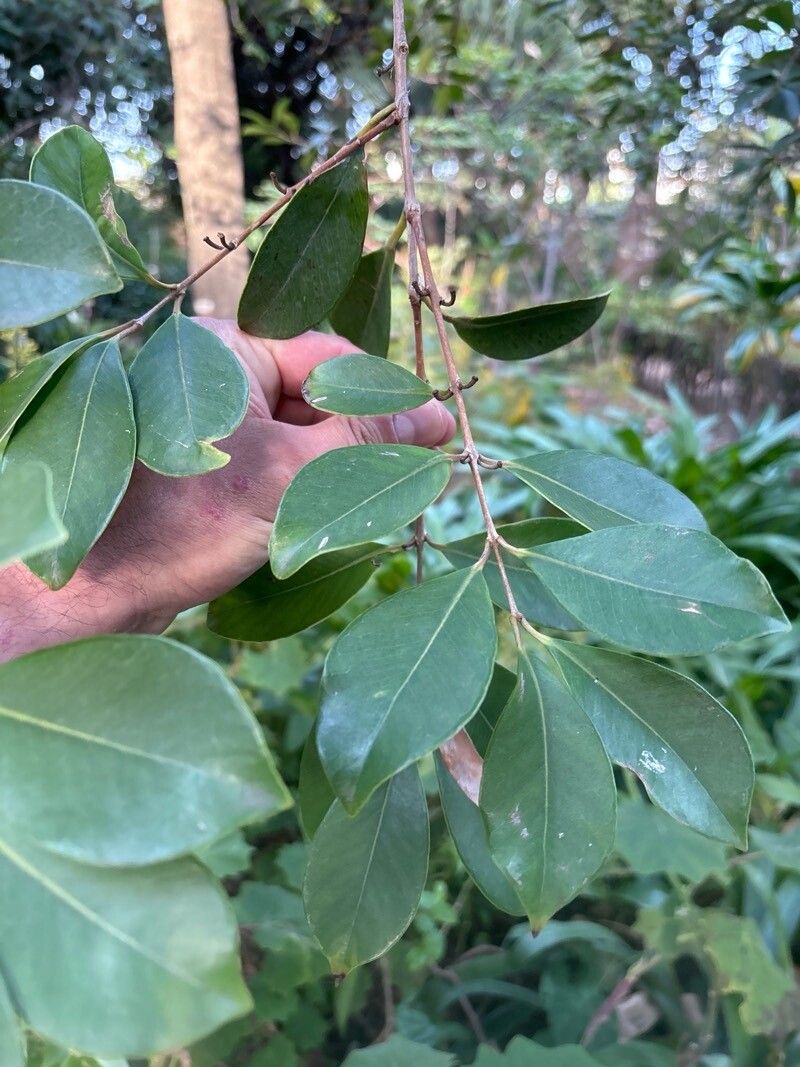 Psidium littorale — search result for 'Psidium'