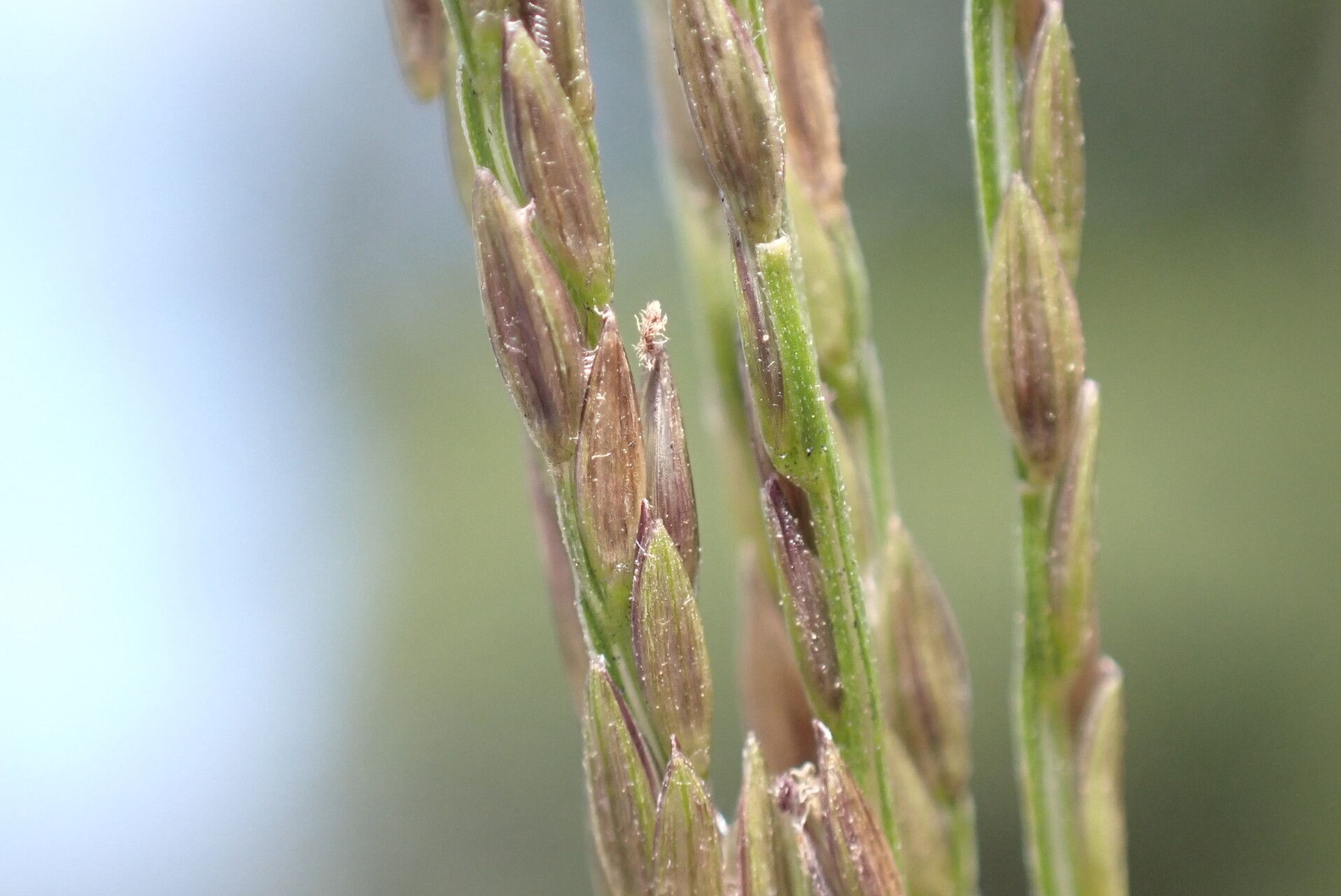 Digitaria nuda fruit